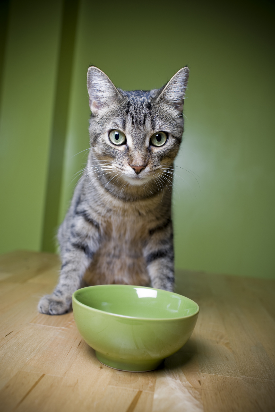 Loss of Appetite in Cats Happy Pets