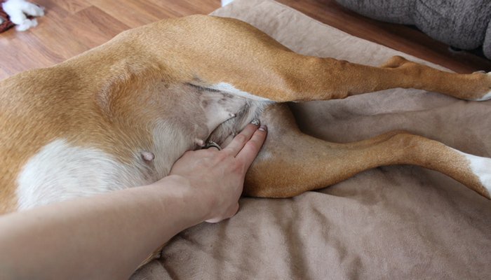 If you don’t feel a pulse, put your hand over the dog’s chest cavity where ...